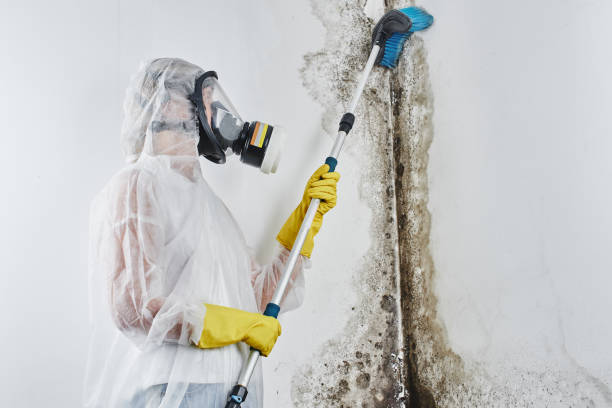 Forensic Mold Investigation in Greenbrier, AR